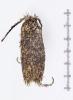 Ochsenheimeria taurella